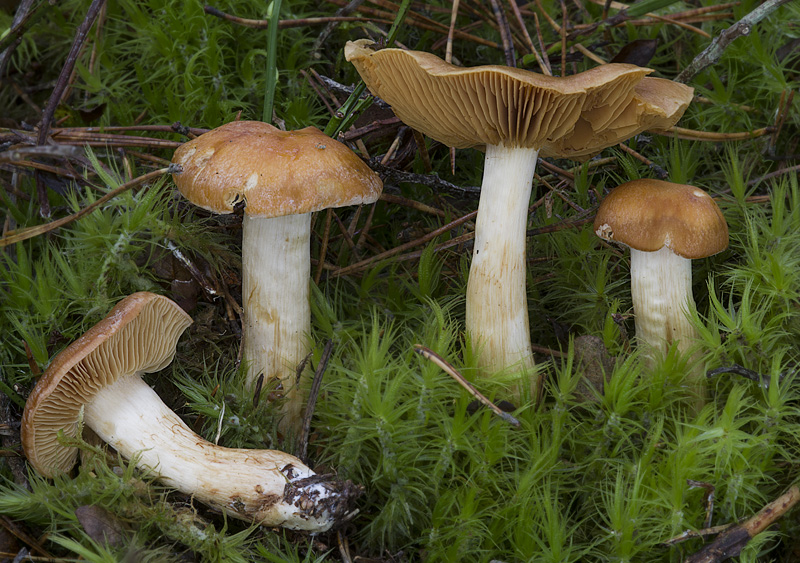 Cortinarius lustrabilis